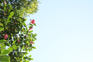 Beautiful green camellia shrub with blooming flowers outdoors, space for text