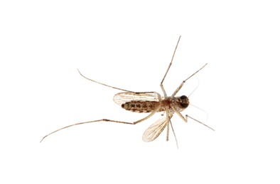 Photo of Closeup view of mosquito on white background