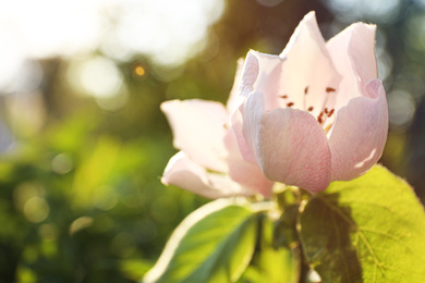 Closeup view of beautiful blossoming quince tree outdoors on spring day