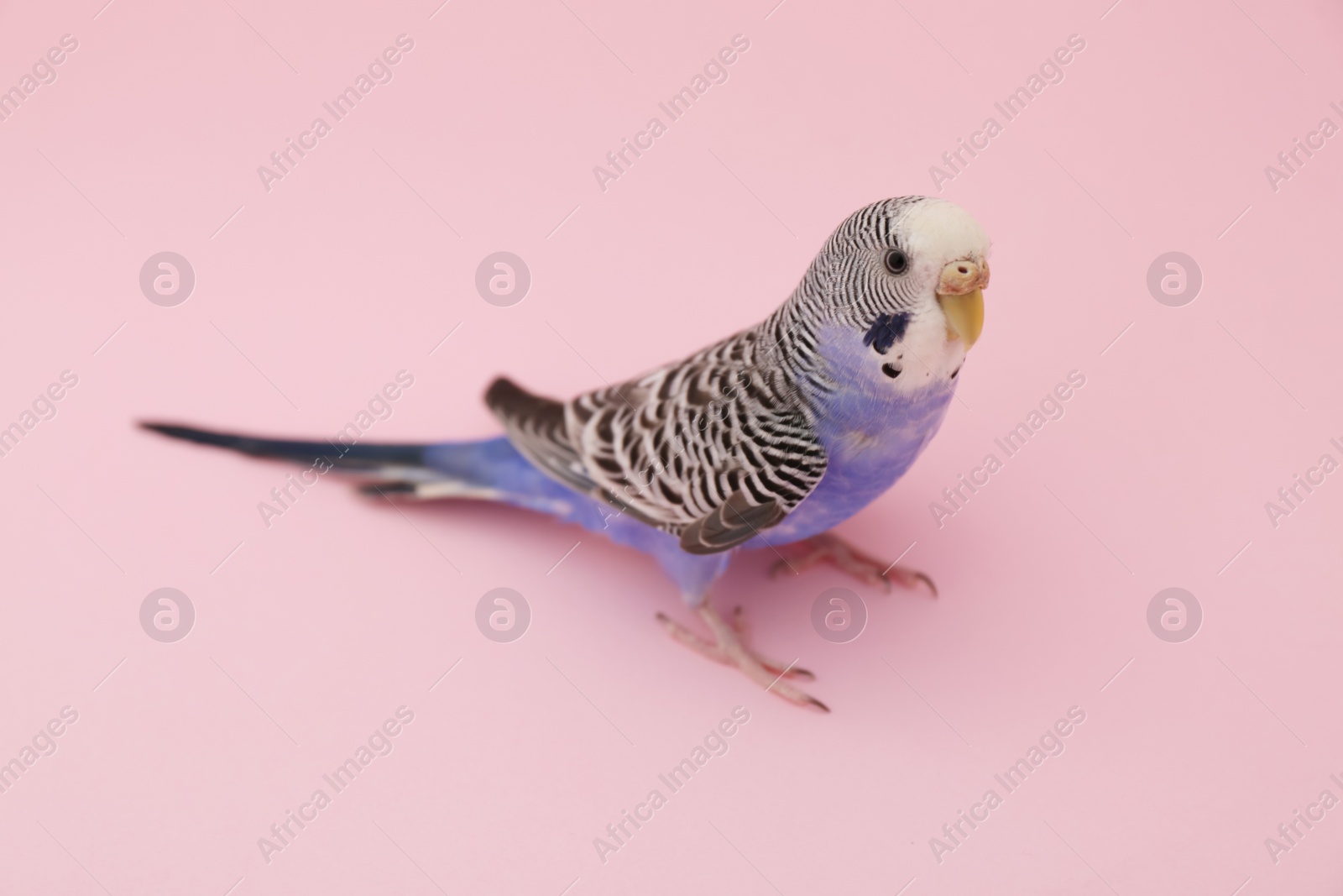 Photo of Beautiful parrot on pink background. Exotic pet