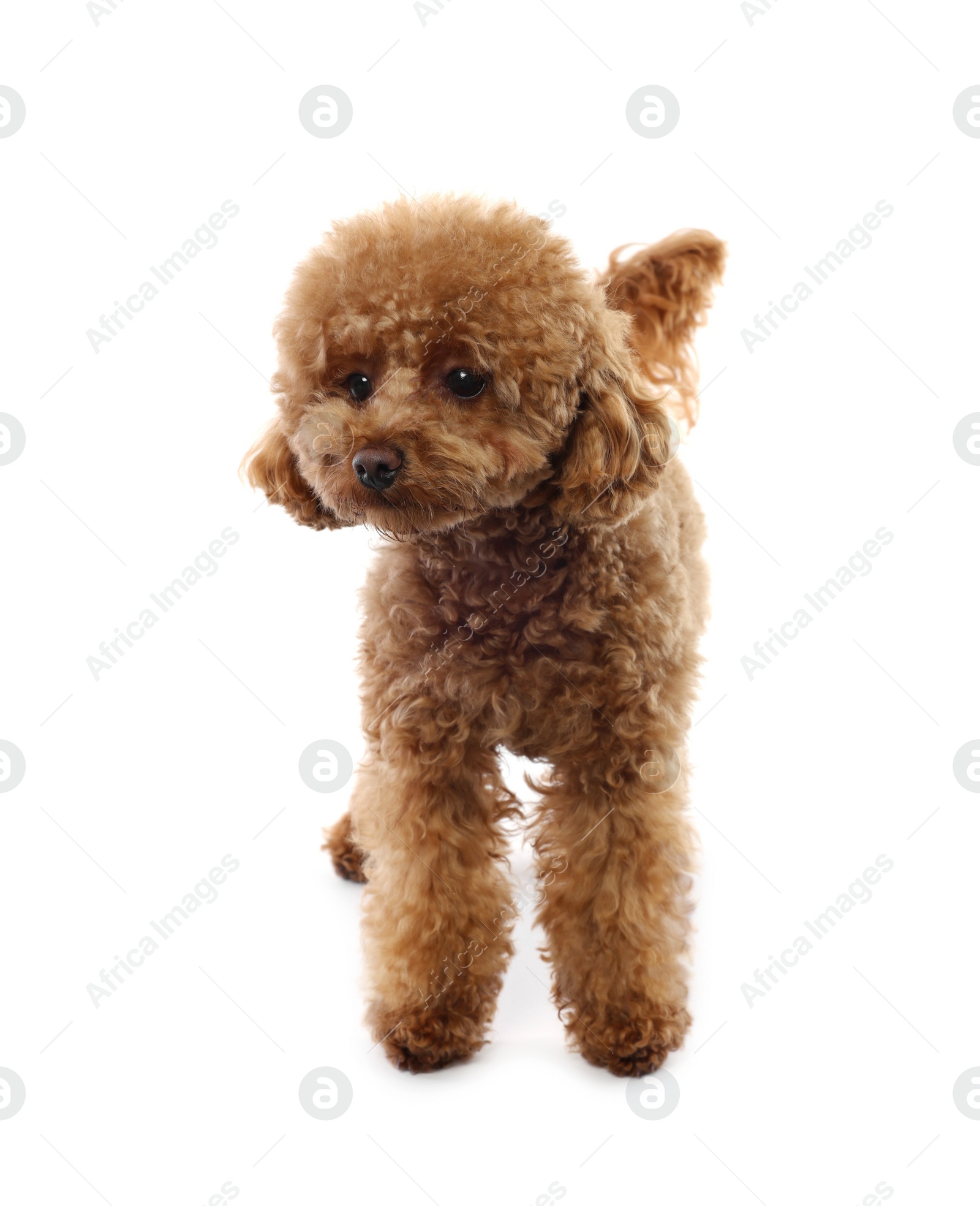 Photo of Cute Maltipoo dog on white background. Lovely pet