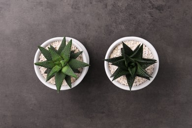 Photo of Succulent plants in pots on grey table, flat lay