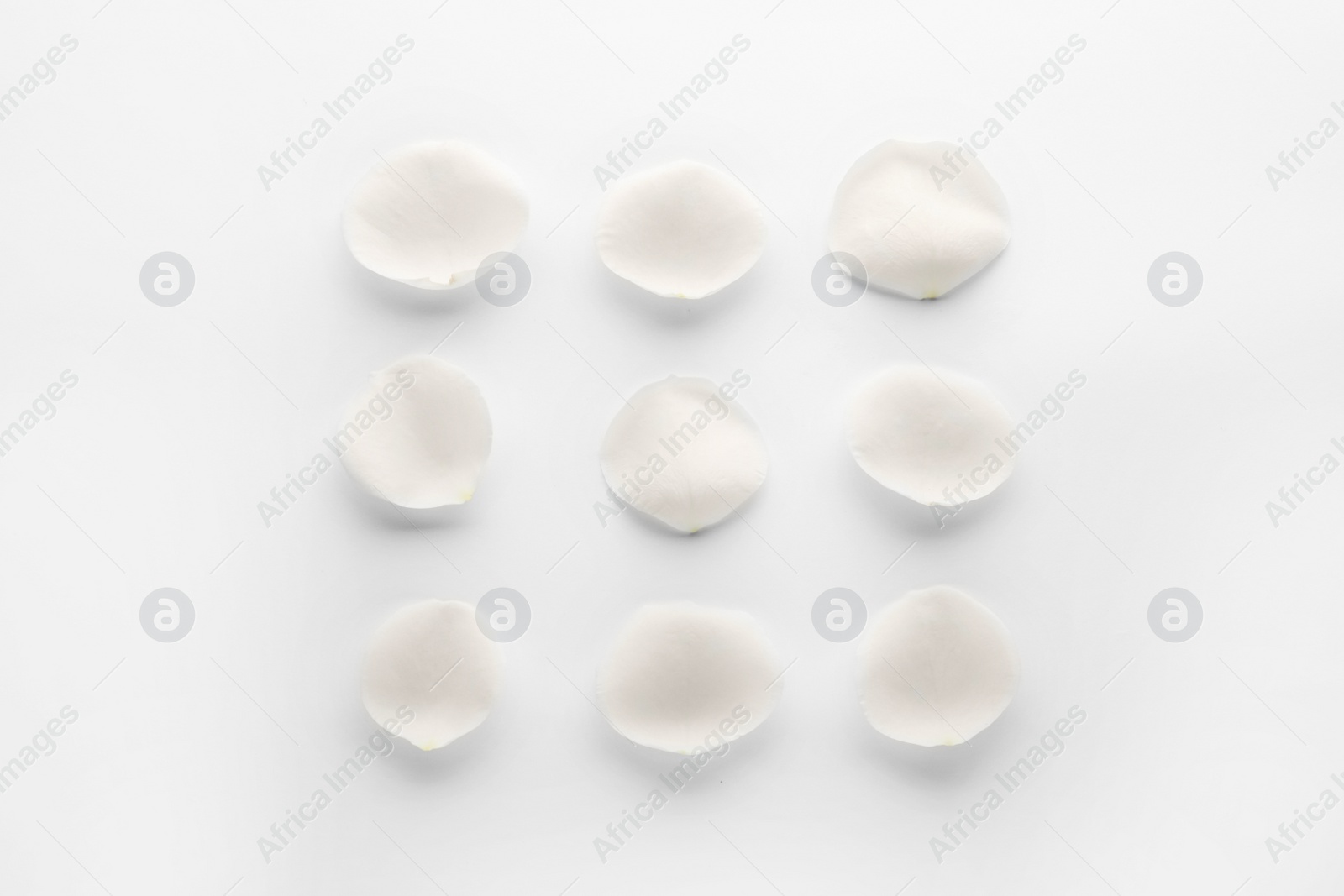 Photo of Beautiful rose flower petals on white background, top view