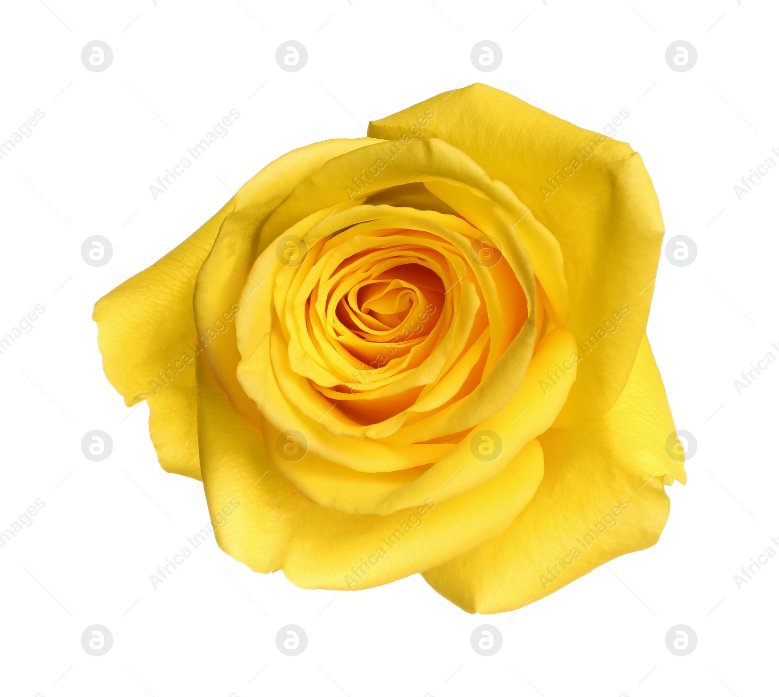 Photo of Beautiful fresh yellow rose isolated on white