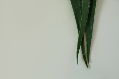 Photo of Green aloe vera leaves on light background, top view. Space for text