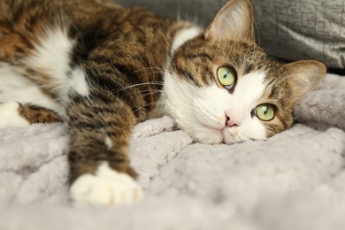 Photo of Cute pet. Cat with green eyes lying on soft blanket at home