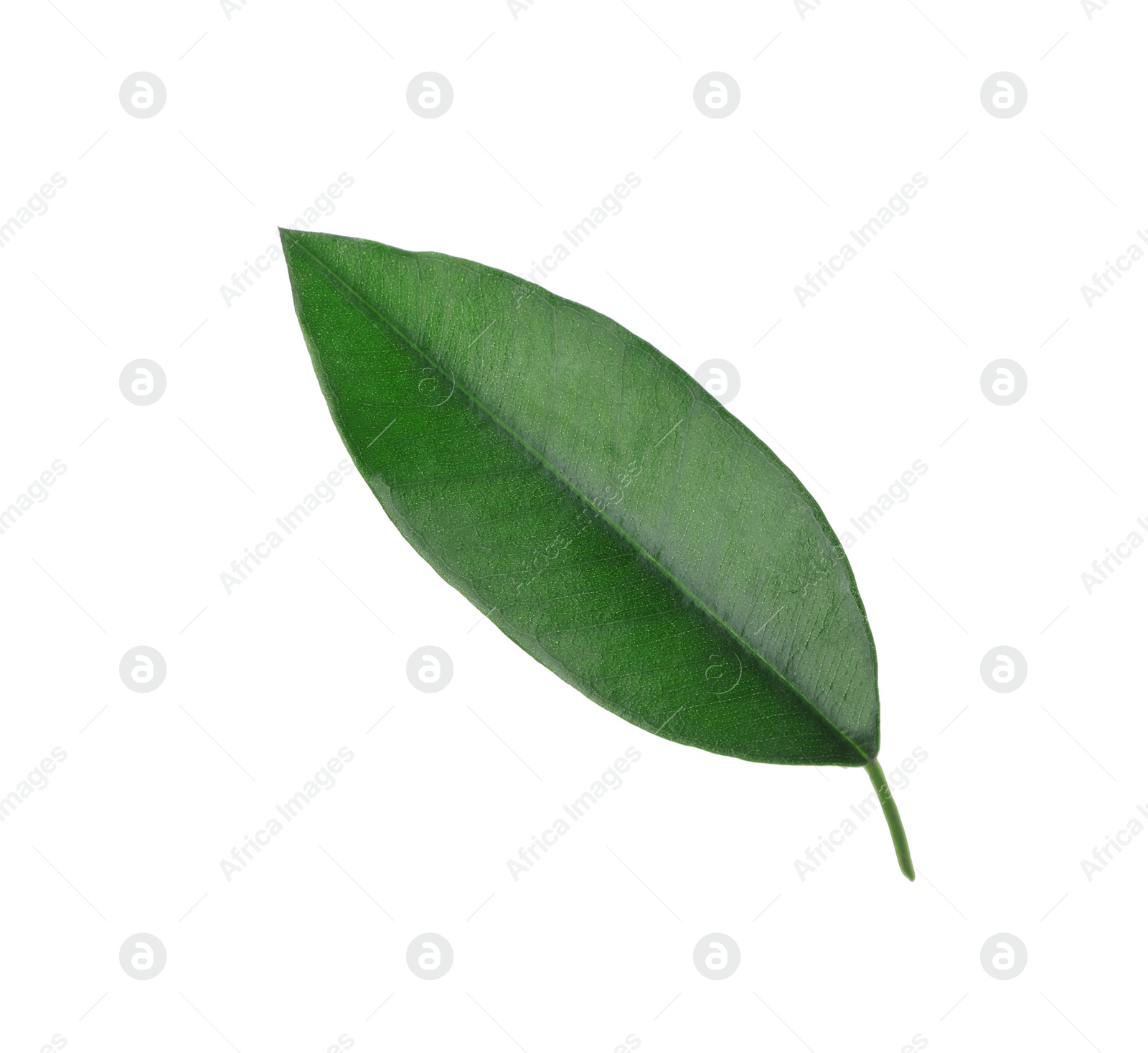 Photo of Fresh green orange leaf isolated on white