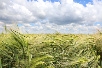 Photo of Agricultural field with ripening cereal crop on cloudy day