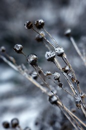 Dry plants in ice glaze outdoors on winter day, closeup