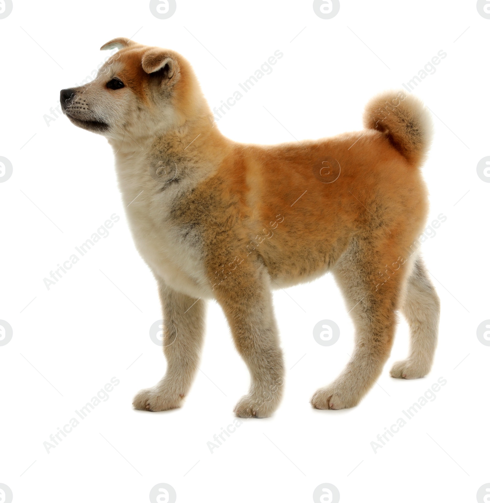 Photo of Cute akita inu puppy isolated on white