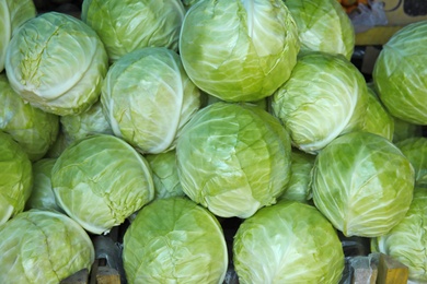 Photo of Many ripe cabbages as background, top view