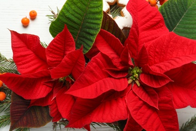 Beautiful poinsettias (traditional Christmas flowers) with fir branches, rowan berries and gingerbread cookie on white wooden table, closeup