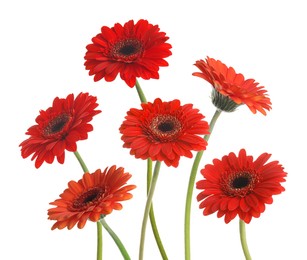 Image of Many beautiful red gerbera flowers isolated on white