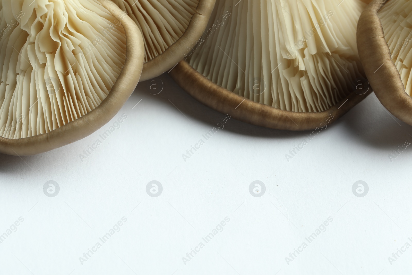 Photo of Fresh oyster mushrooms on white background, closeup. Space for text