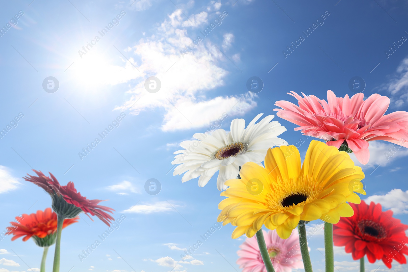 Image of Many colorful gerbera flowers under blue sky on sunny day