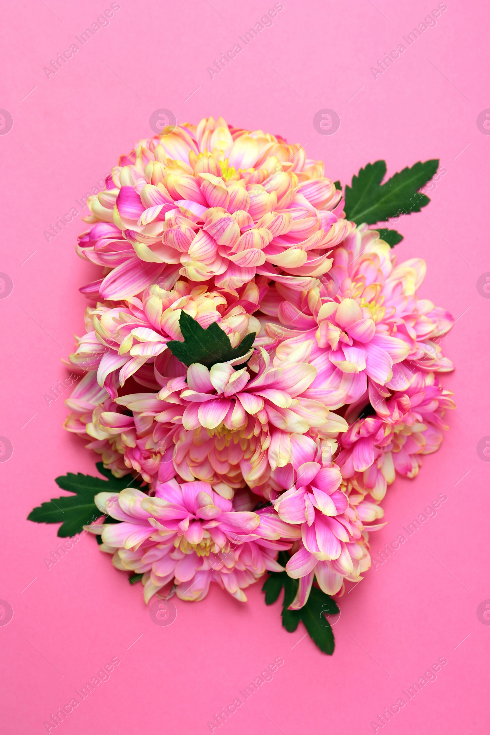 Photo of Beautiful chrysanthemums with leaves on pink background, flat lay