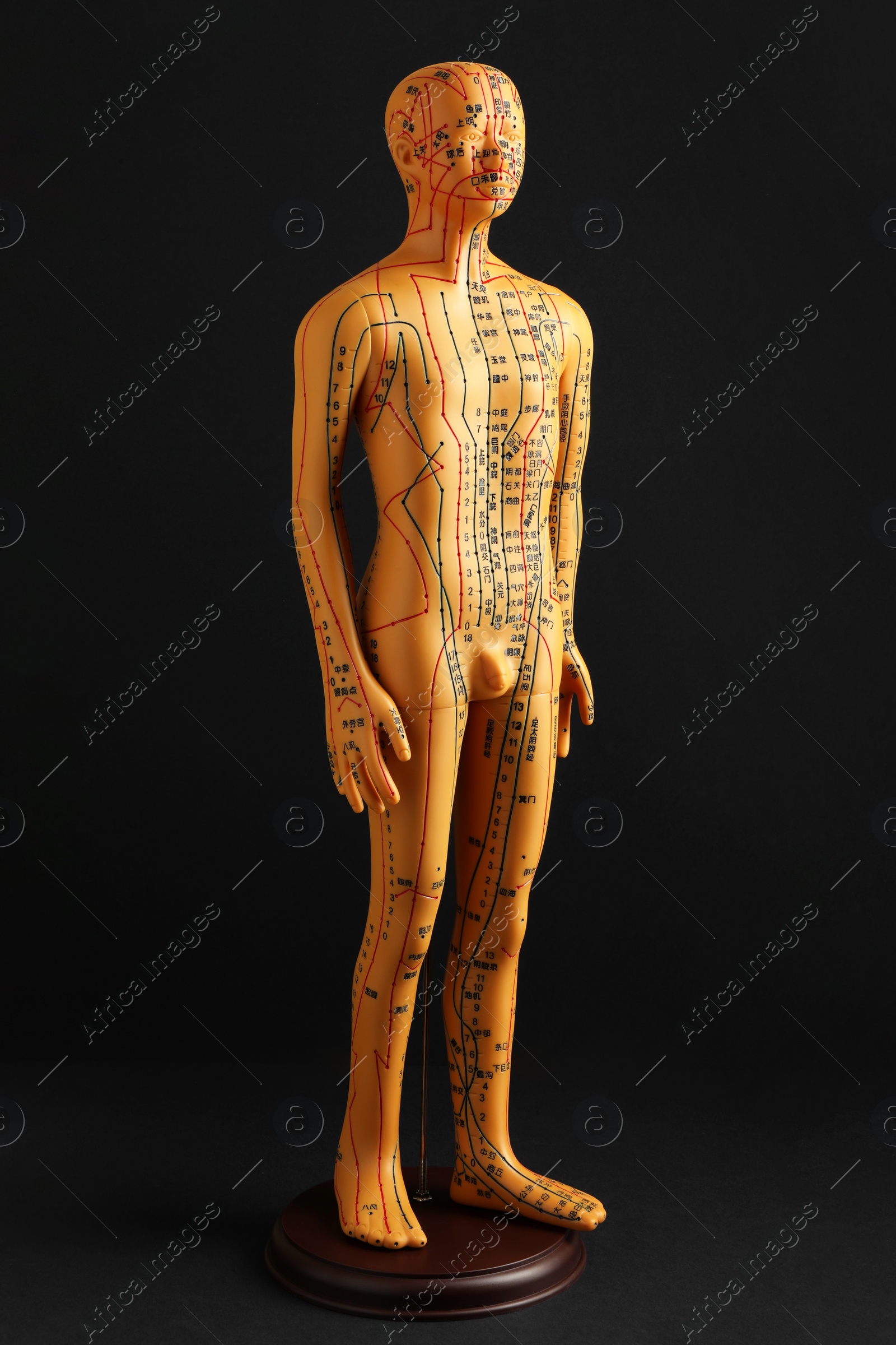 Photo of Acupuncture model. Male mannequin with dots and lines on black background