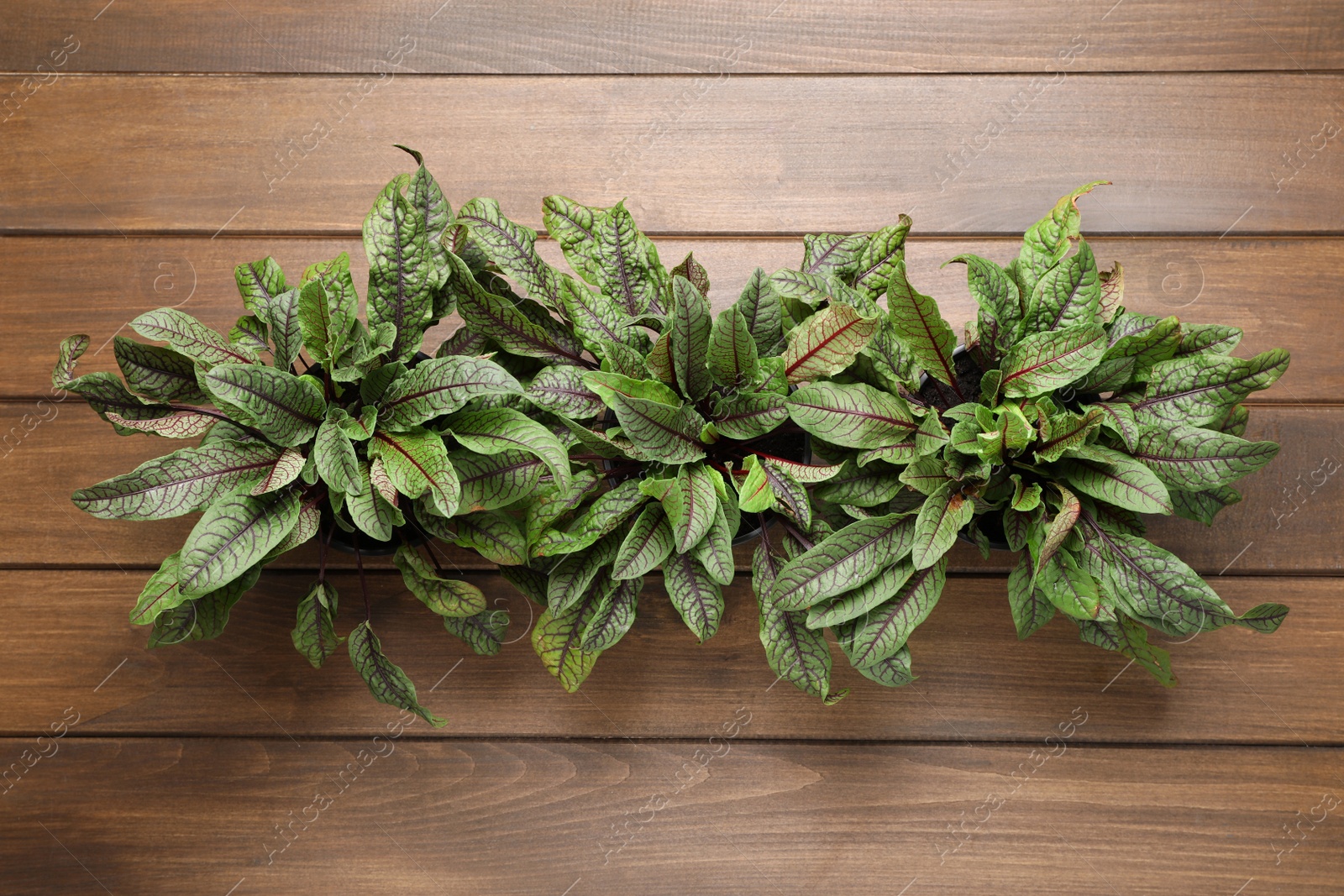 Photo of Sorrel plants on wooden table, top view