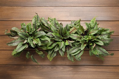 Photo of Sorrel plants on wooden table, top view
