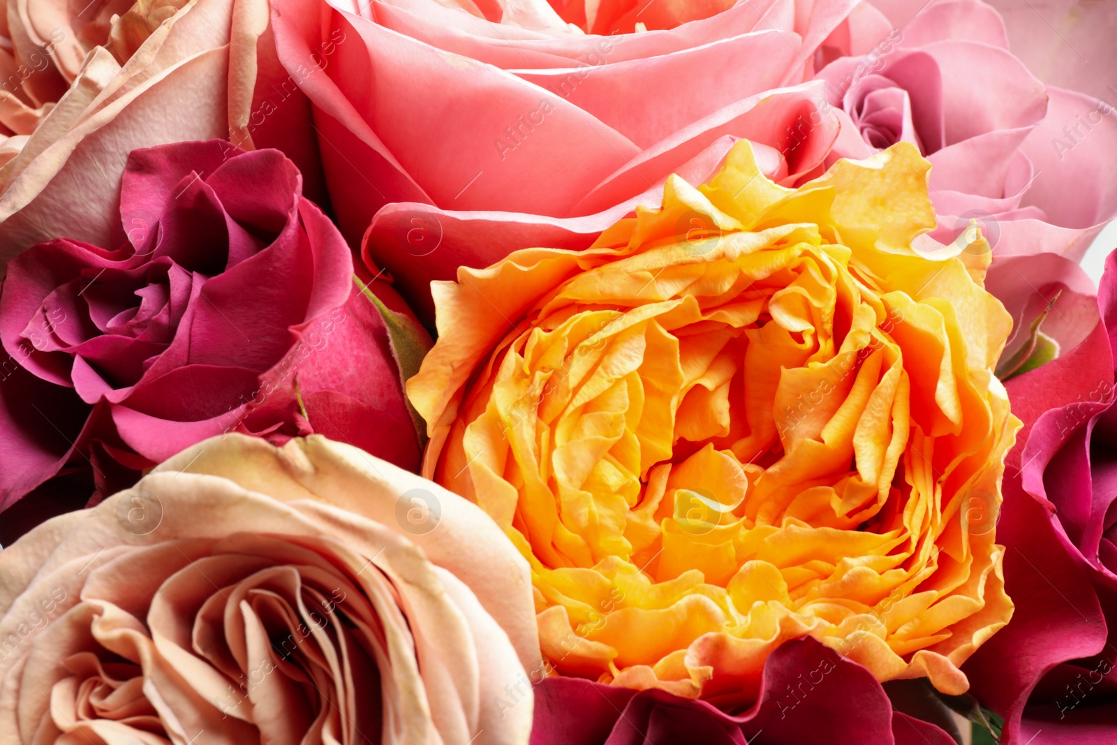 Photo of Beautiful fresh roses as background, closeup view. Floral decor