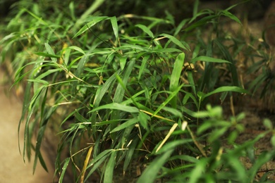 Bright green tropical leaves in botanical garden, closeup