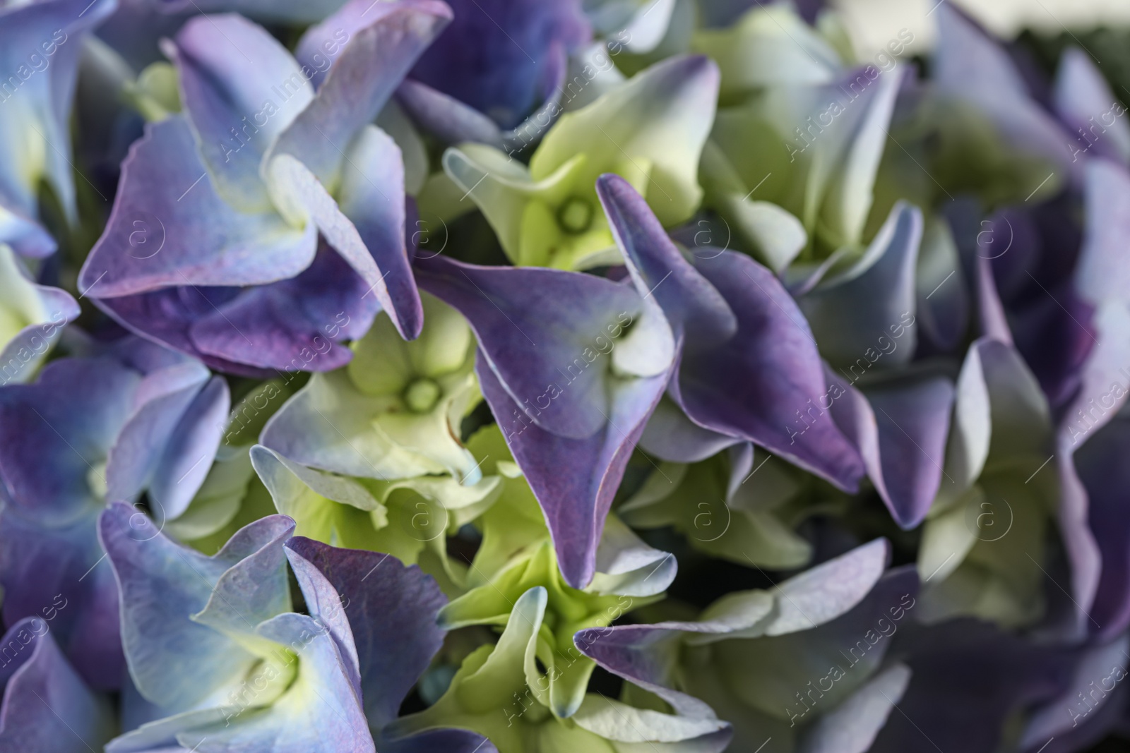 Photo of Beautiful colorful hydrangea flowers as background, closeup