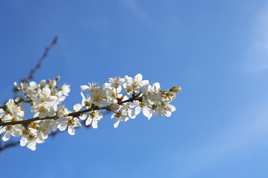 Photo of Branch of cherry tree with beautiful white blossoms against blue sky