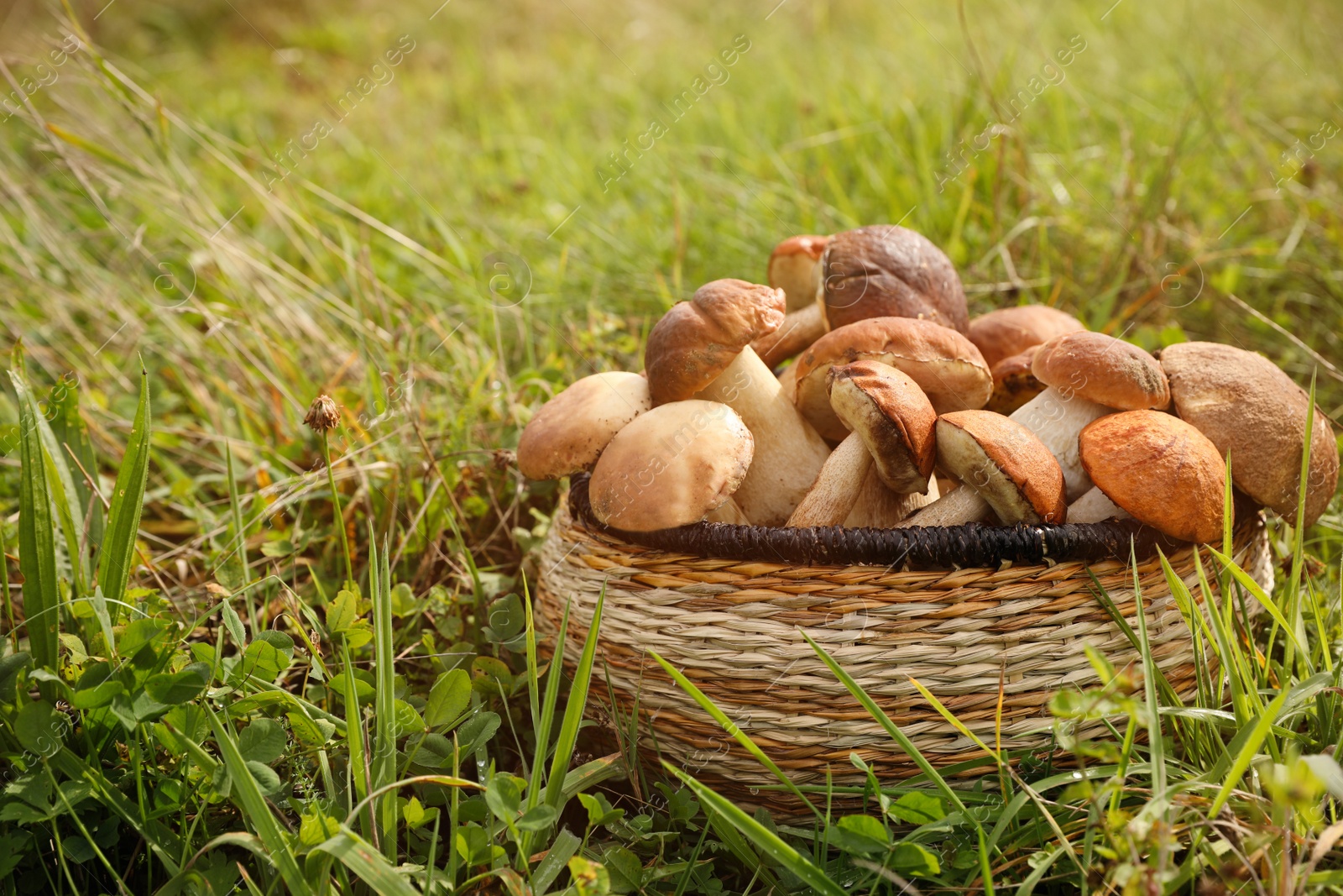 Photo of Wicker basket with fresh wild mushrooms outdoors, space for text
