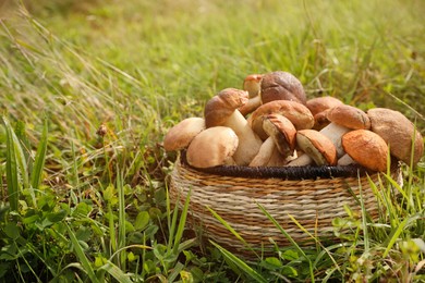 Wicker basket with fresh wild mushrooms outdoors, space for text