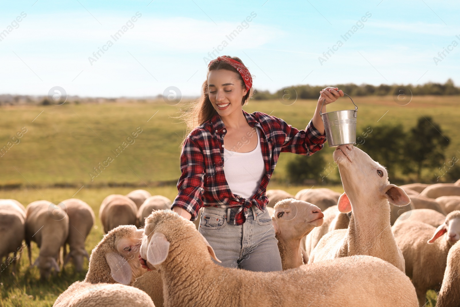 Photo of Smiling woman feeding sheep on pasture at farm