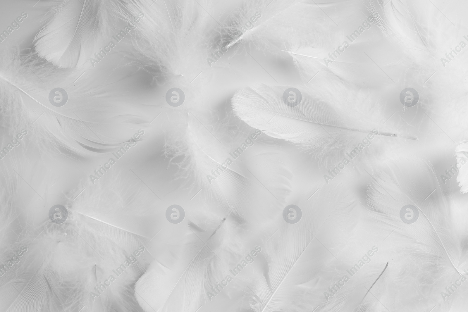 Photo of Beautiful fluffy bird feathers on white background, flat lay