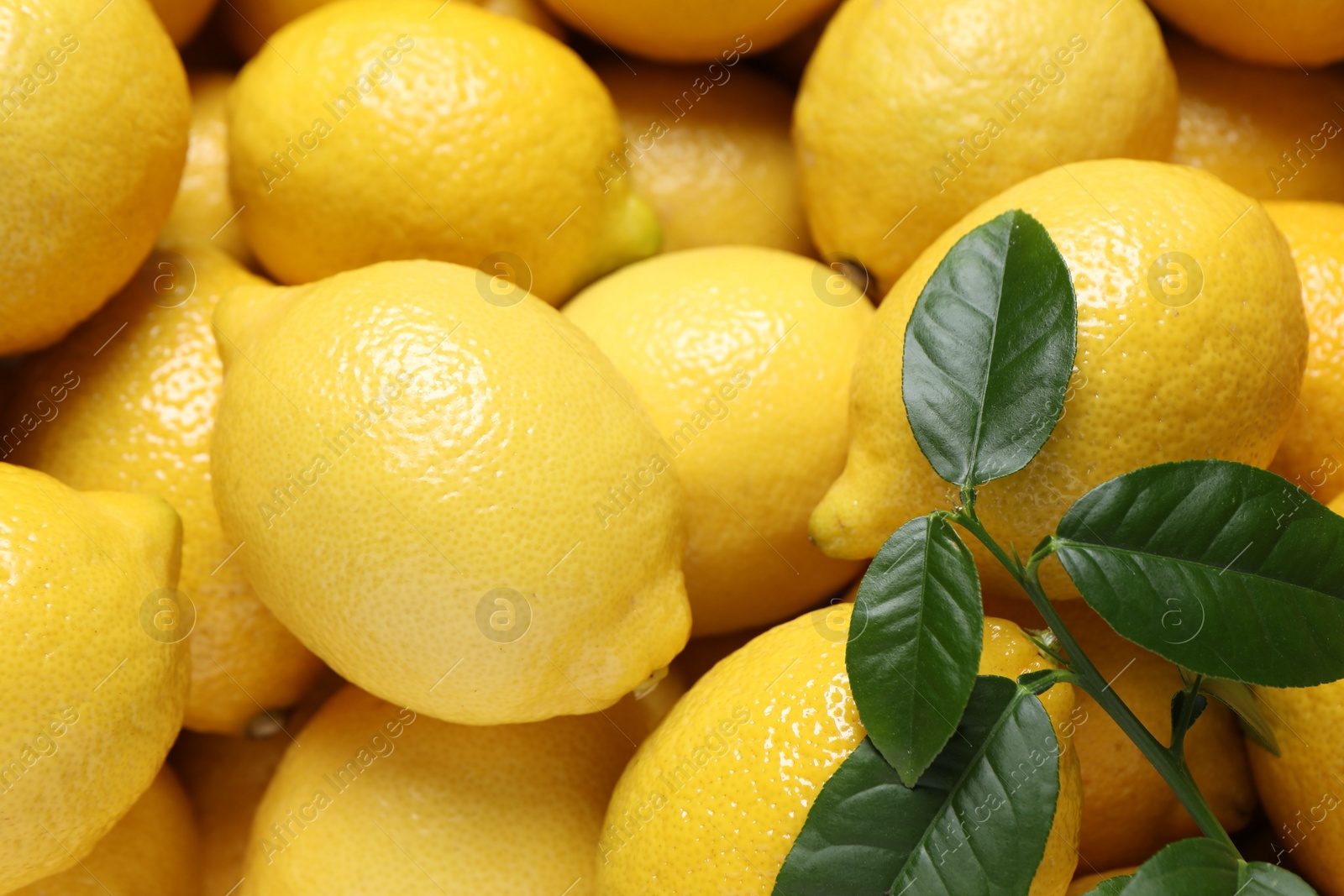 Photo of Fresh lemons and green leaves as background, closeup