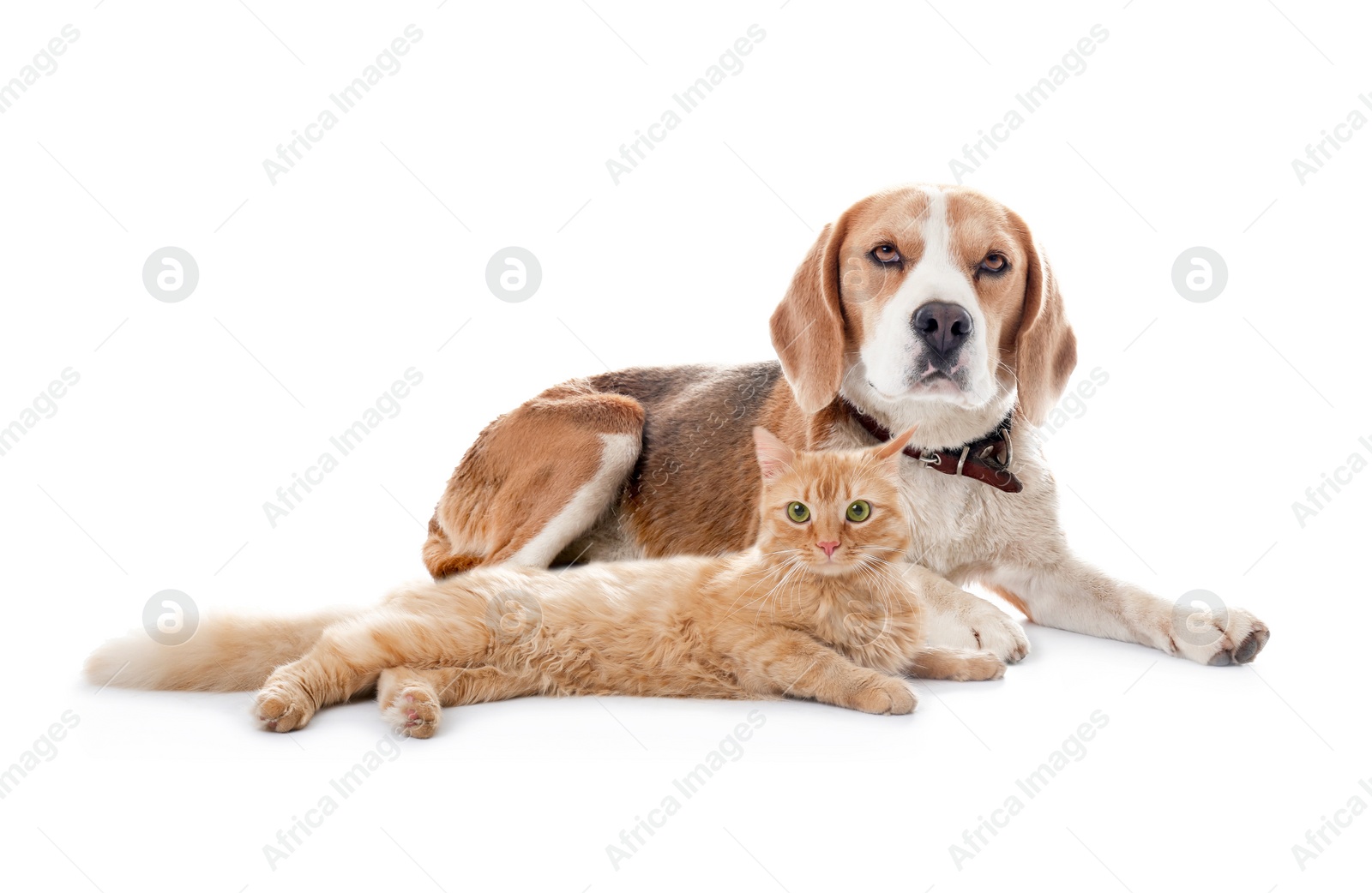 Image of Cute cat and dog on white background. Fluffy friends