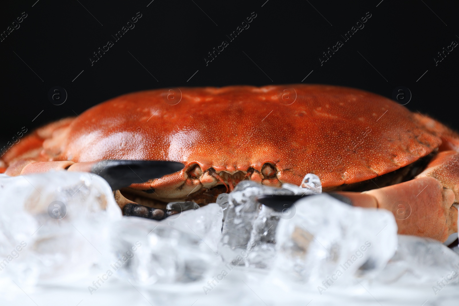 Photo of Delicious boiled crab and ice on table, closeup