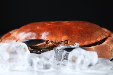 Delicious boiled crab and ice on table, closeup