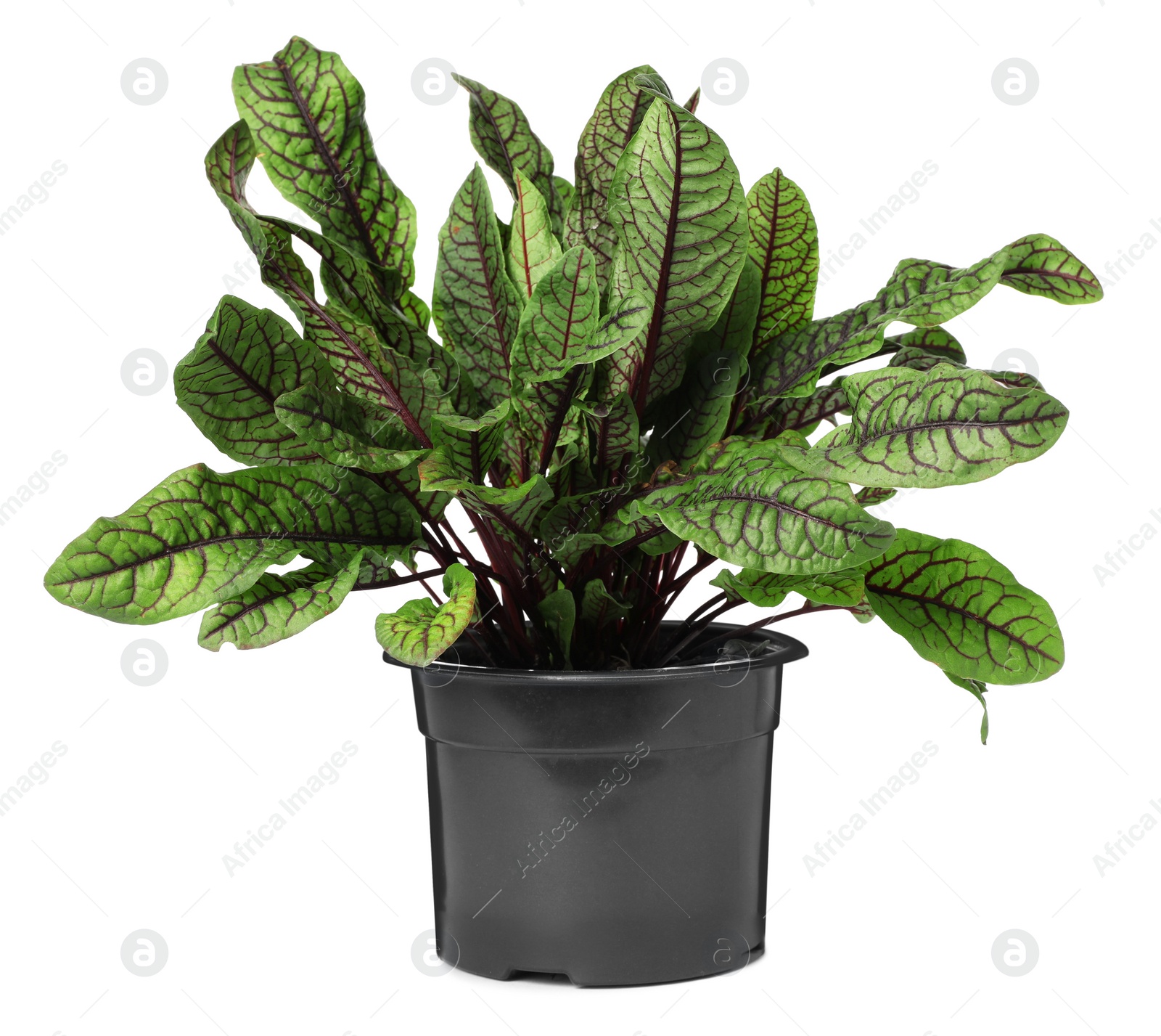 Photo of Sorrel plant in pot isolated on white