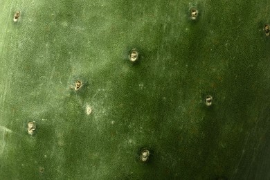 Closeup view of beautiful cactus as background. Tropical plant