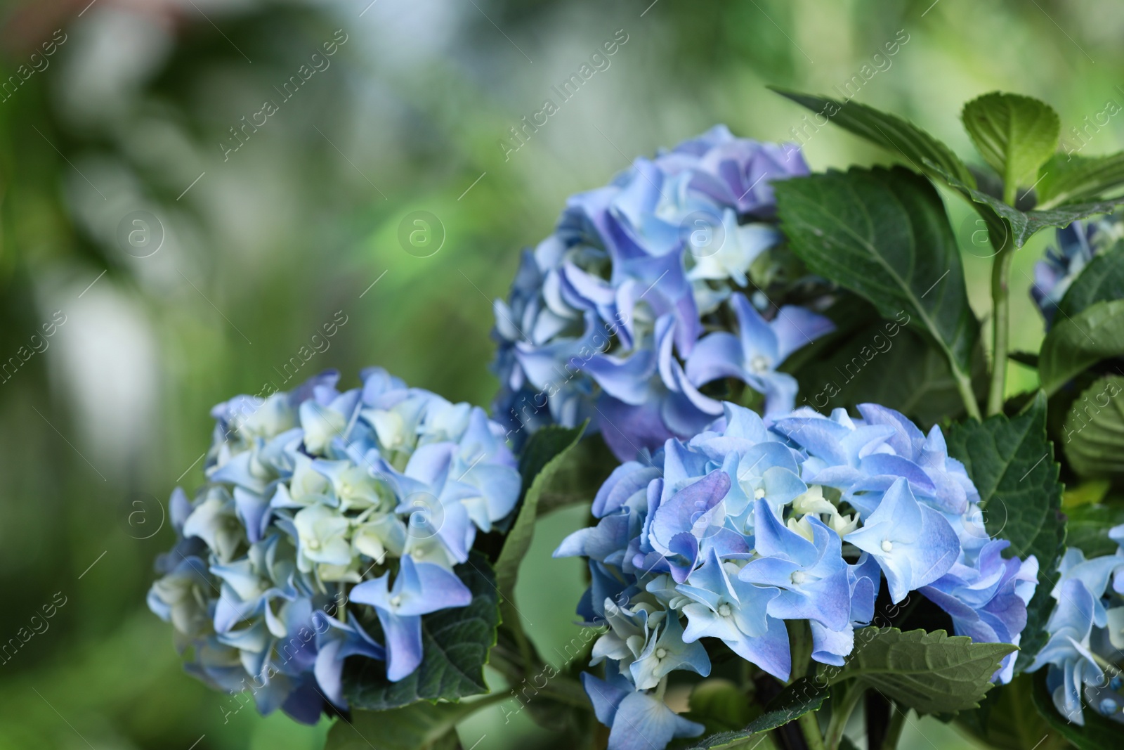 Photo of Beautiful hortensia plant with light blue flowers outdoors,  closeup