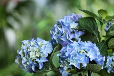 Photo of Beautiful hortensia plant with light blue flowers outdoors,  closeup