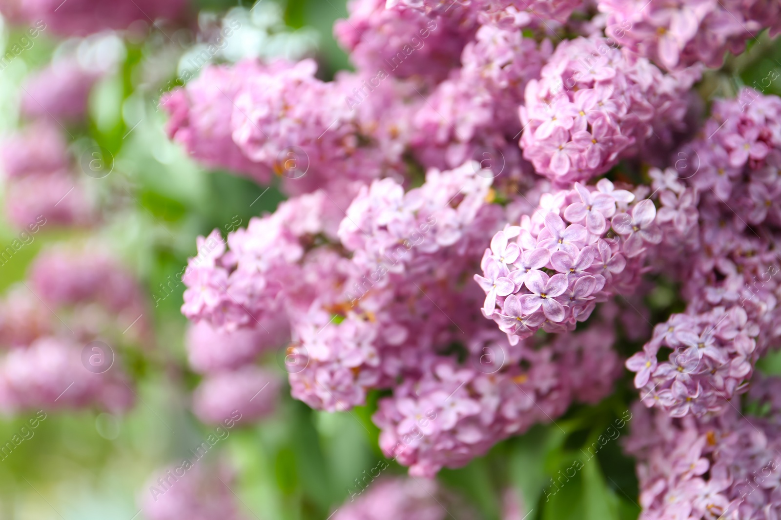 Photo of Closeup view of beautiful blossoming lilac bush outdoors