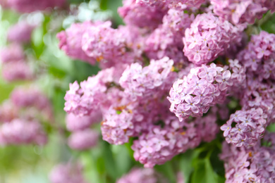 Photo of Closeup view of beautiful blossoming lilac bush outdoors