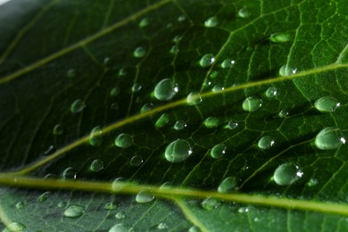Photo of Macro photo of green leaf with water drops as background