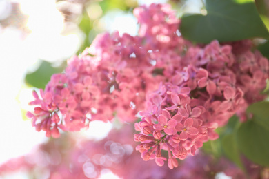 Closeup view of beautiful blossoming lilac shrub outdoors