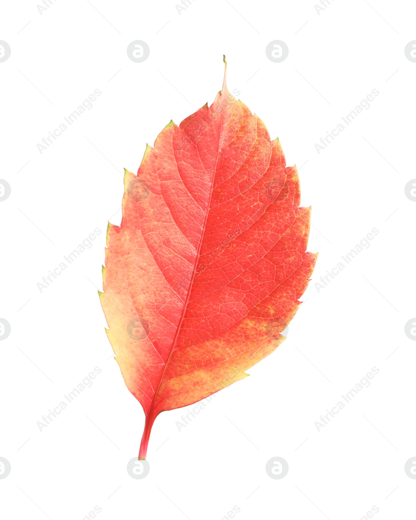 Photo of One red autumn leaf isolated on white