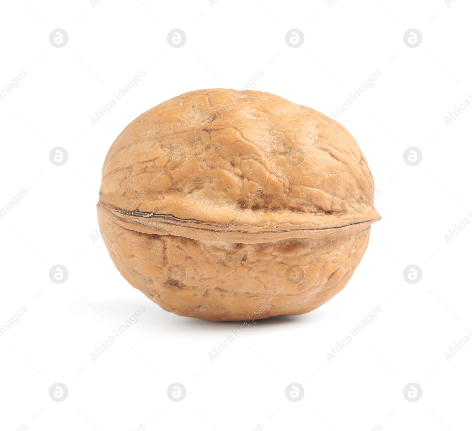 Photo of Whole walnut in shell isolated on white