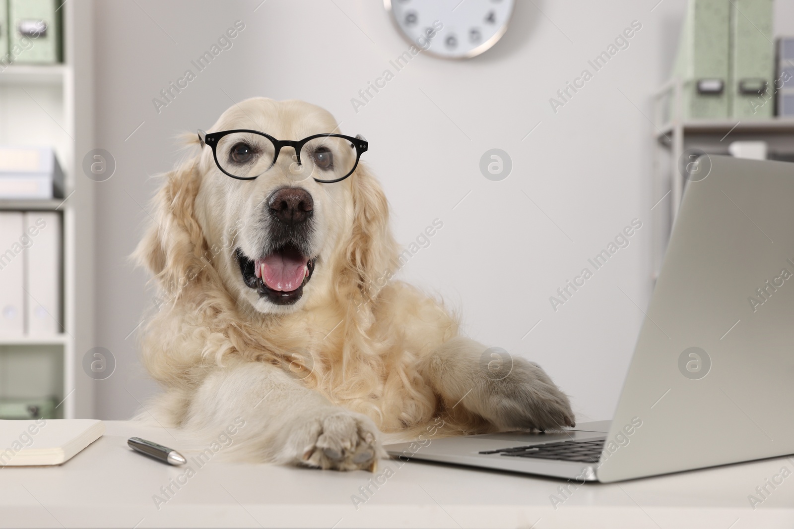 Photo of Cute retriever wearing glasses at table in office. Working atmosphere