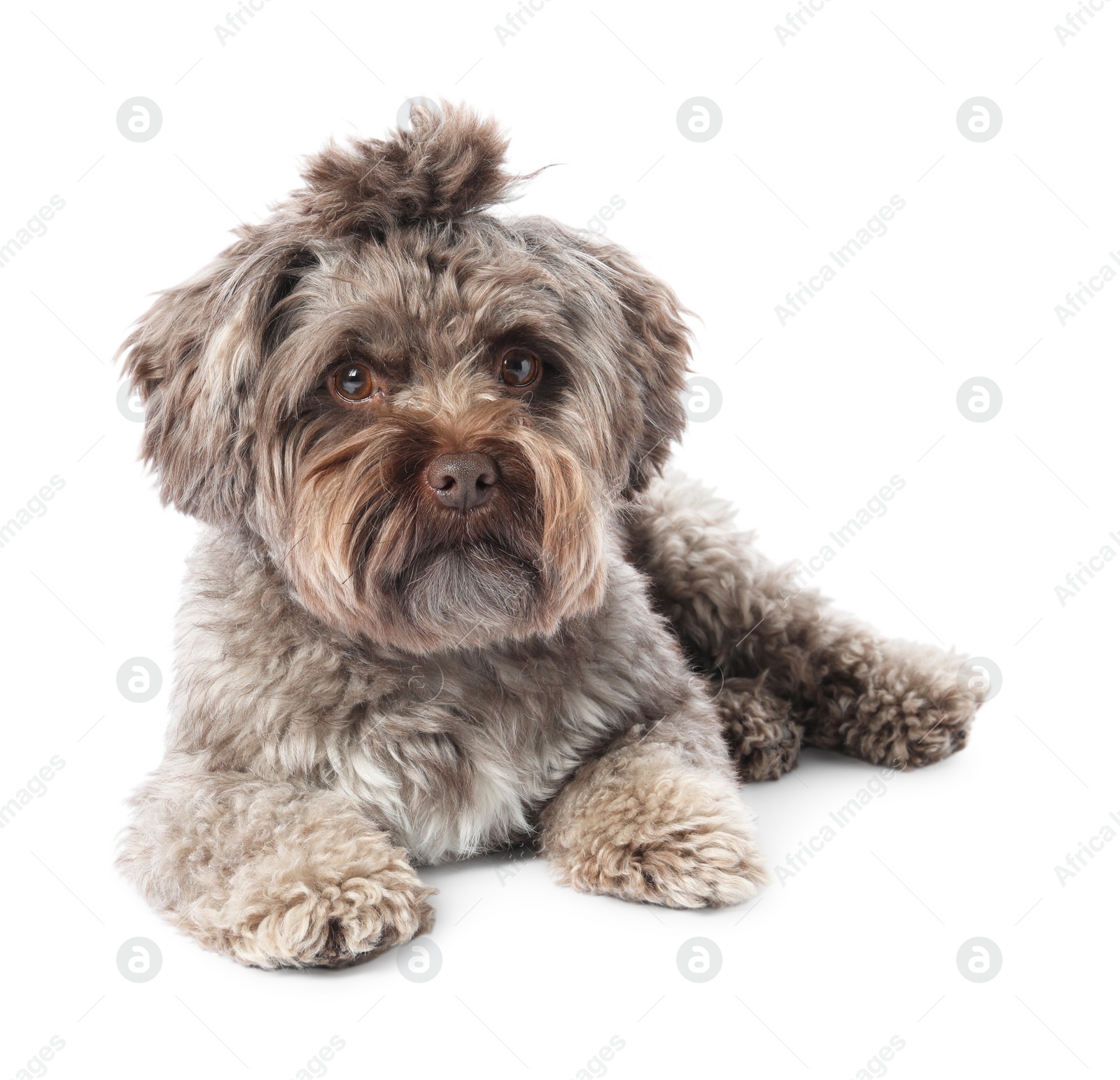 Photo of Cute Maltipoo dog lying on white background. Lovely pet