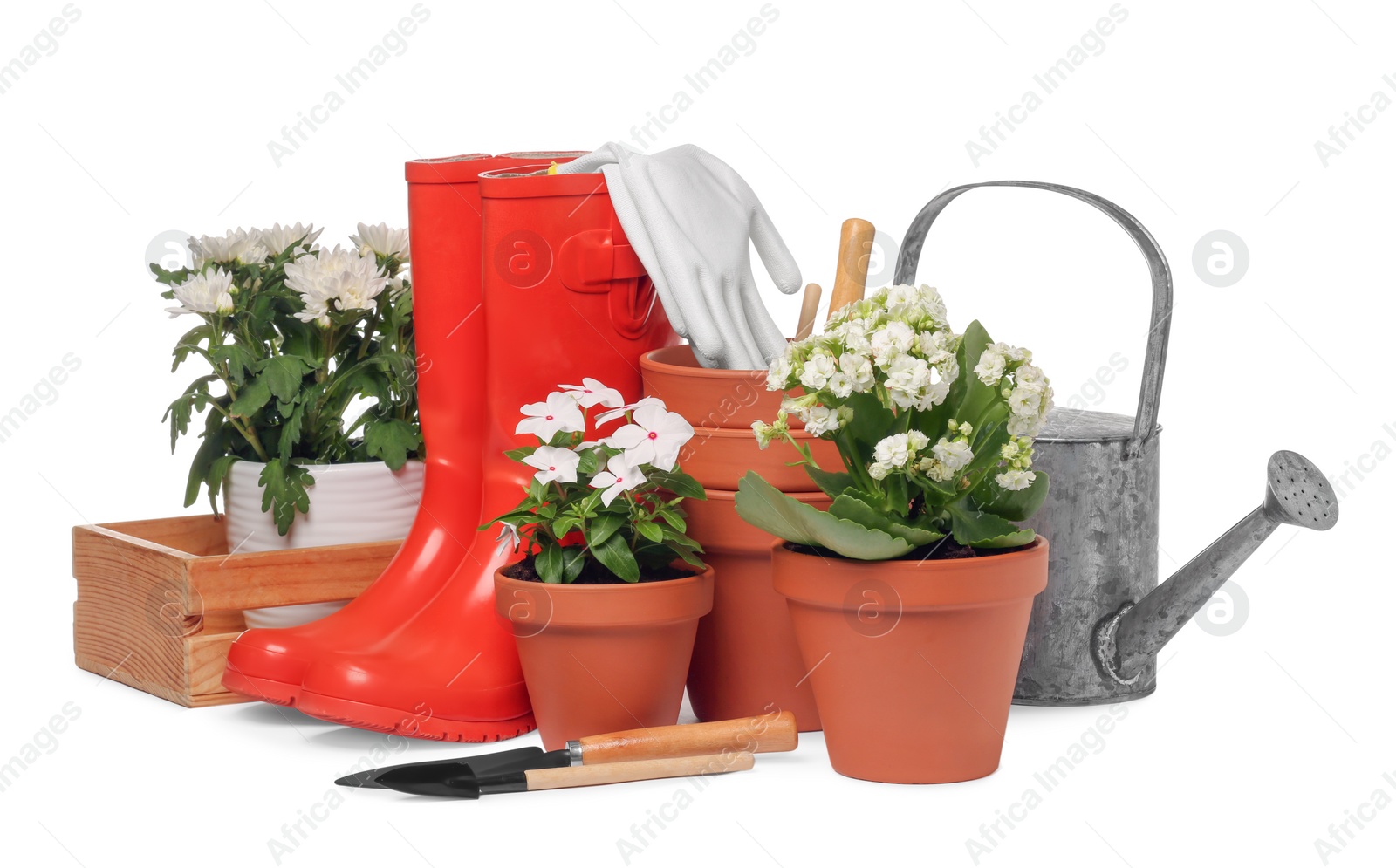 Photo of Beautiful flowers, pots, rubber boots and gardening tools isolated on white