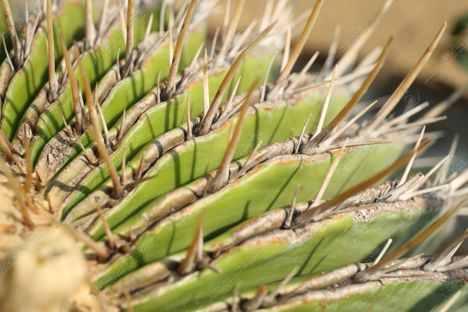 Photo of Closeup view of beautiful cactus on sunny day. Tropical plant