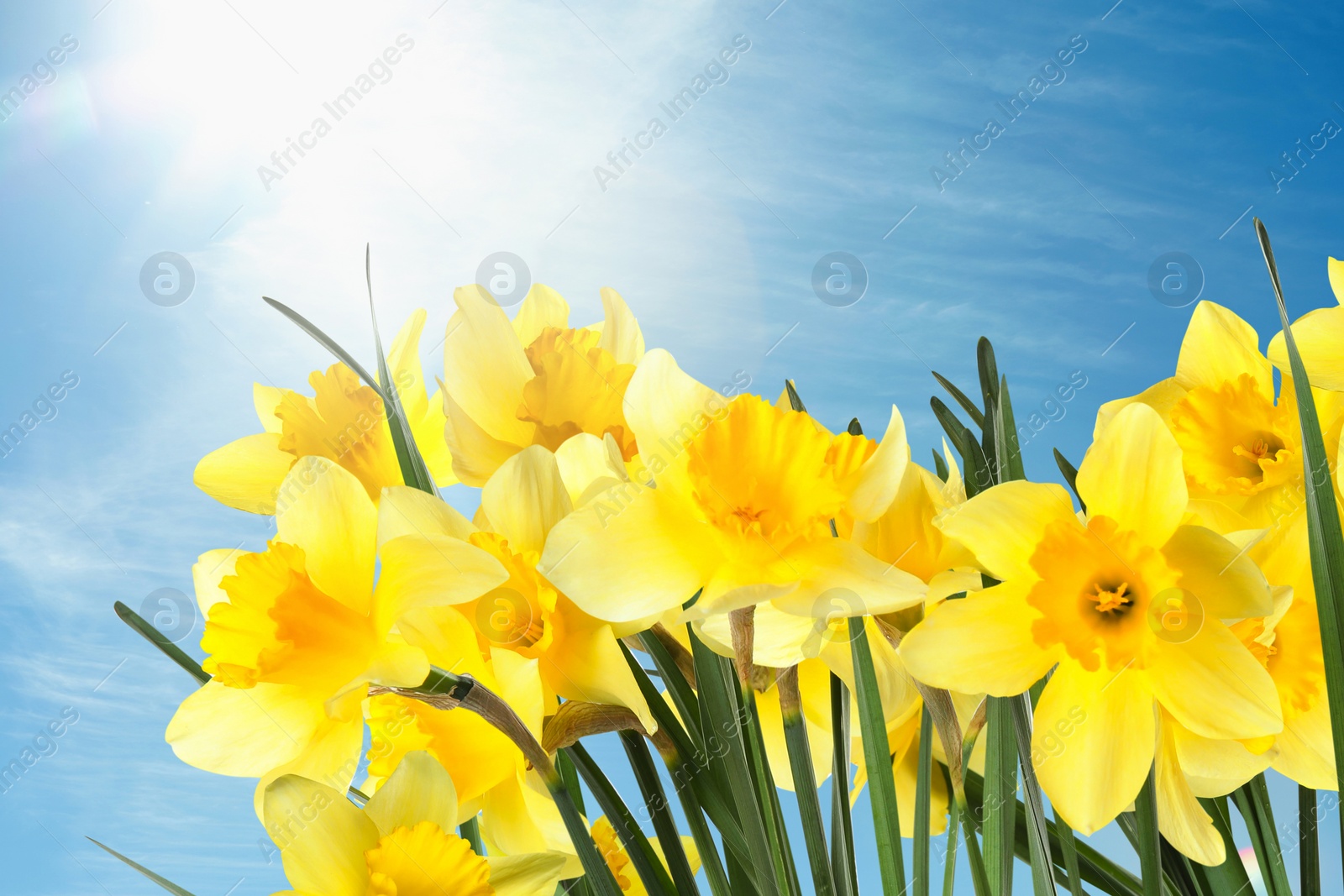 Image of Beautiful spring flowers outdoors on sunny day 